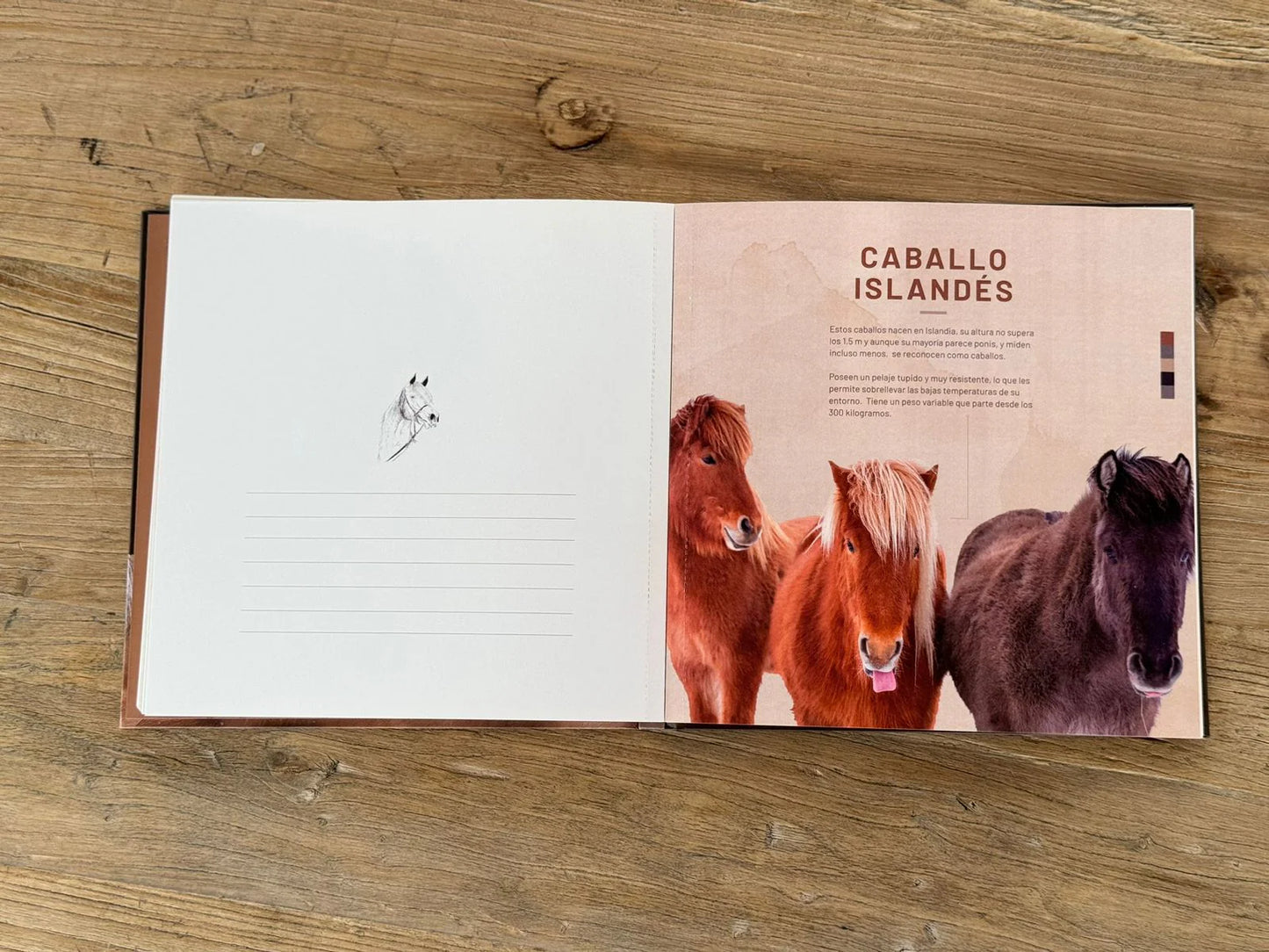 Libro para colorear Caballos