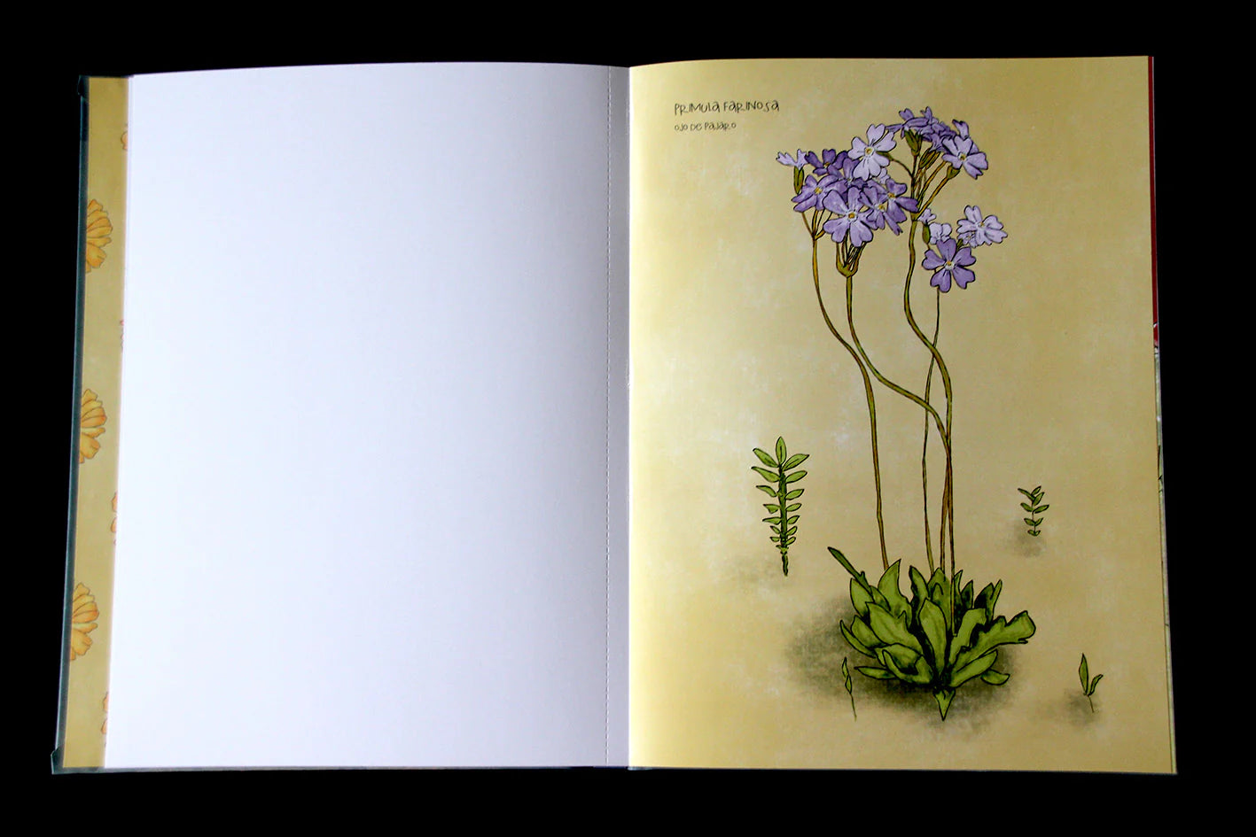 Libro para colorear Desierto en Flor