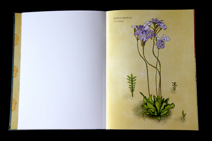 Libro para colorear Desierto en Flor