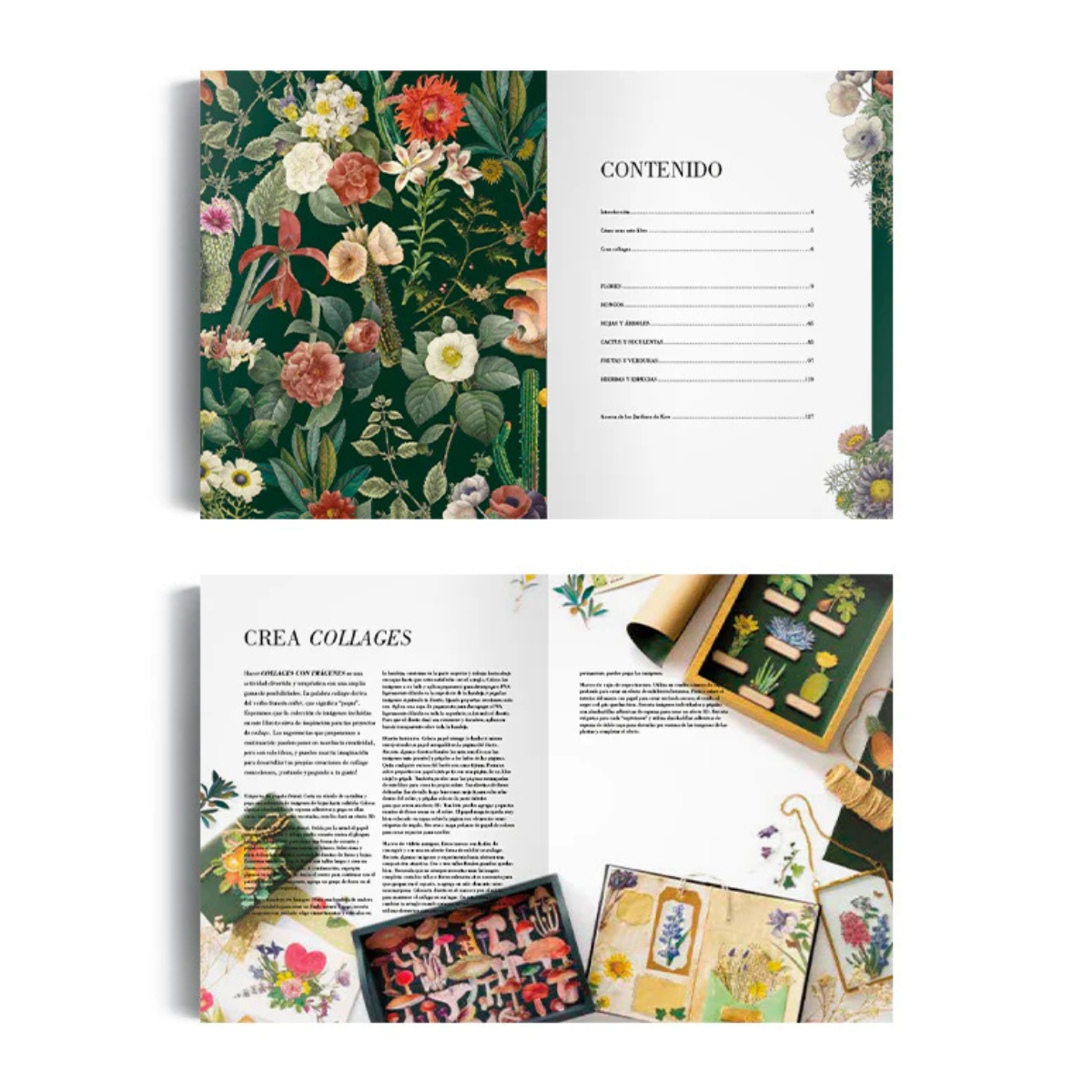 Ilustración botánica para recortar y hacer collage